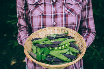 Peas. Green and purple peas in basket. Woman holding a basket of peas.