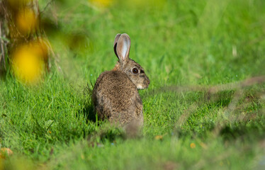 brown rabbit on grass with his back looking to one side