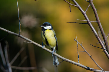 blue yellow and white bird perched on a tree looking to the side