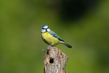 blue yellow and white bird perched on a tree looking to the side