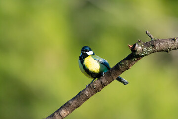 blue yellow and white bird perched on a tree looking to the side