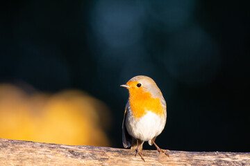 orange bird perched on a tree looking to the side