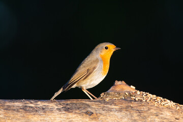 orange bird perched on a tree looking to the side