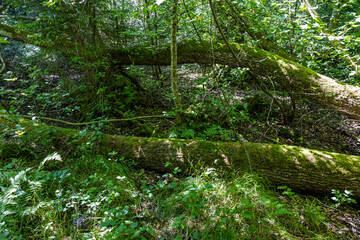 Fototapeta premium totholz liegt im wald naturschutz biodiversität