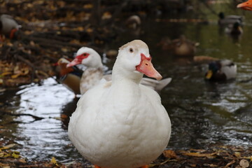 the gaze of the beholder