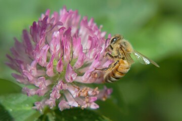 シロツメクサの蜜を吸うミツバチ