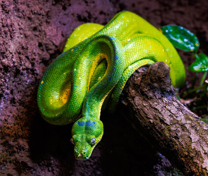 Green tree python snake