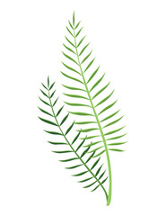 Tropical leaves plant. Exotic foliage. Green decorative jungle plant. Vector hand drawn botanical graphic element
