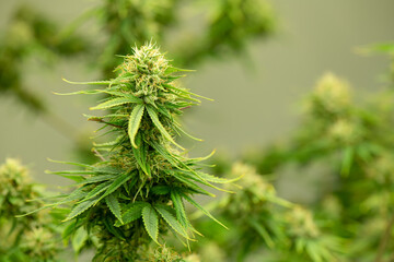 Blooming cannabis ready to be used for extraction into various products medical and food or drink even for entertainment.