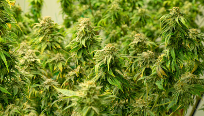 Blooming cannabis ready to be used for extraction into various products medical and food or drink even for entertainment.