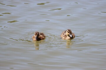 Little ducks