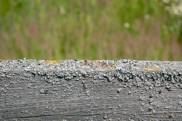 Fragment of an old board covered with mold. View of the board against the background of a green field. Wood cracked and overgrown with mold.