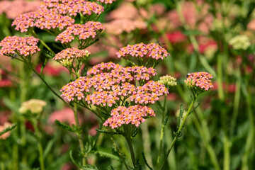 Closeup of Achillea "Walther Funcke" Flowers in a Garden © chiyacat