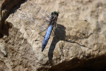 Dragonfly - Orthetrum cancellatum (male)