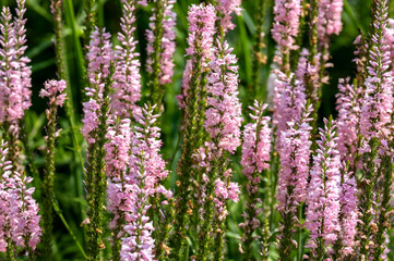 Veronica Pink Potion Flowers in a Garden