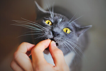 A gray funny hungry domestic cat with yellow eyes bites the owner's hand with its fangs to eat...