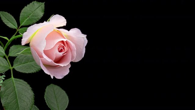 Beautiful opening pink rose on black background. . Holiday, love, birthday design backdrop.