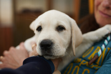 Cute little blond puppy relaxing on its owners lap in a close up head shot indoors at home