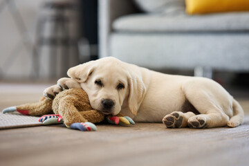 Adorable little dog resting lying on its toy plush rabbit looking contentedly at the camera in the living room at home