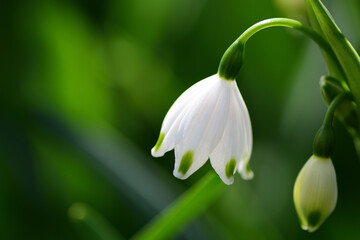 スノーフレークの白い花（埼玉県/4月）