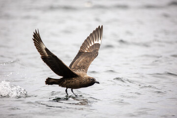 Raubmöwe startet im Meer