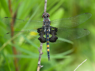 dragonfly on a leaf
