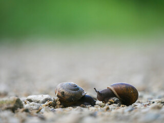 snail on the sand