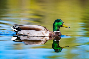 Male mallard duck reflecting in the water.