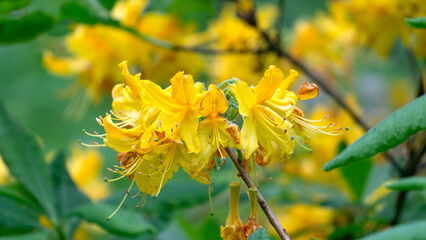 Azalea bushes with pale yellow flowers in a city park.