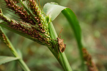 dragonfly on a leaf