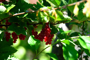 .beautiful currants in a green bush on a sunny day in the middle of summer