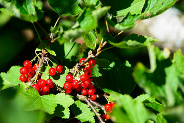 .beautiful currants in a green bush on a sunny day in the middle of summer