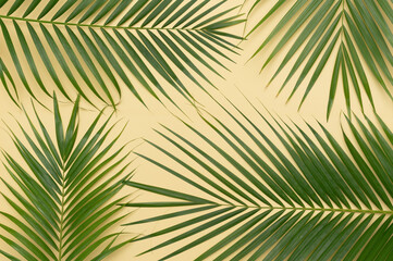 Obraz premium Tropical green palm leaves