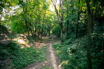Narrow path through dense green forest