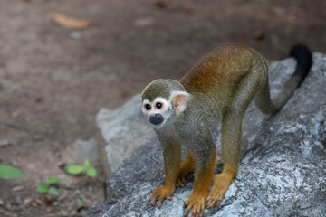 Naklejka na ściany i meble Close up Common Squirrel Monkey, Saimiri Sciureus