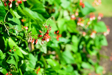 beautiful pink bean flowers in the middle of summer on a green bush on a sunny day