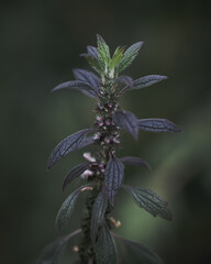 close up of a flower