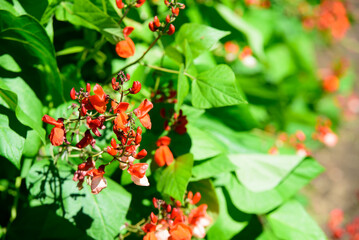 beautiful pink bean flowers in the middle of summer on a green bush on a sunny day