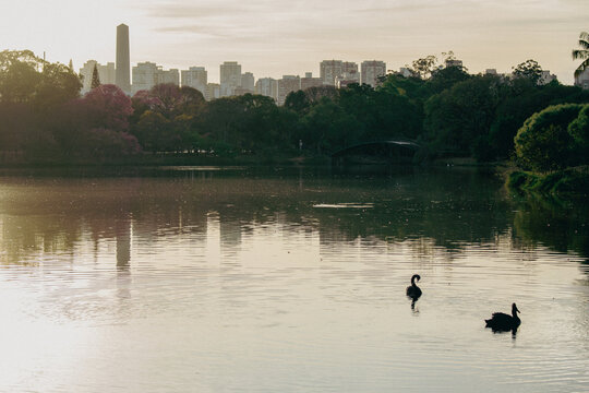 ducks on the lake with city background on Ibirapuera Park 
