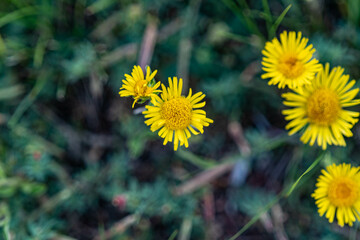 dandelions in the grass