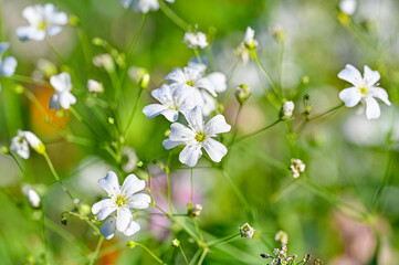 colorful flowers on a meadow in Sweden