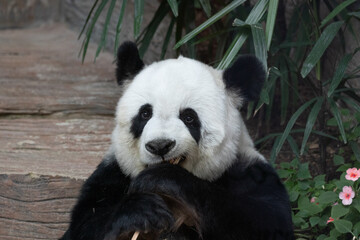 Close up Cute Fluffy Giant Panda