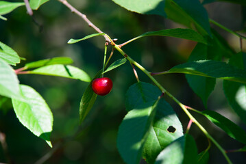 beautiful dark red cherries in the middle of summer on a green bush on a sunny day