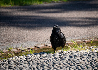 Obraz premium closeup of a common raven (Corvus Corax) bathing in a shallow man-made pebbled waterway