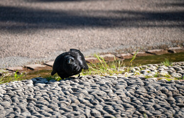 closeup of a common raven (Corvus Corax) bathing in a shallow man-made pebbled waterway
