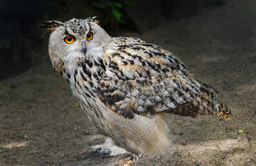 great horned owl