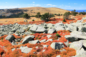 Rochers de granit  et bruyère rouge en automne dans la lande du Finiels au Mont Lozère.