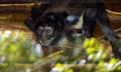 A mexican spider monkey (Ateles geoffroyi) is looking from a window, where is reflection of trees. - Powered by Adobe