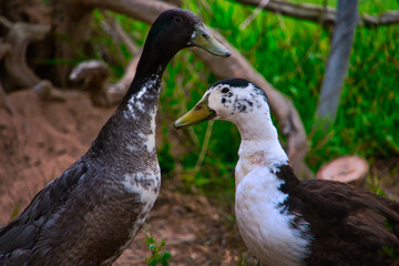 ducks in the park