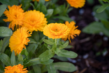 detailed close up Pot Marigold 'Calendula officinalis' common marigold, ruddles, Mary's gold or Scotch marigold
